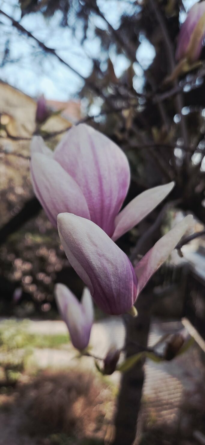 Foto: Žana Korolija