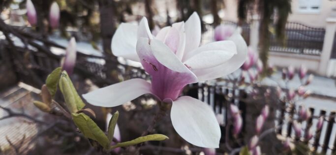 Foto: Žana Korolija