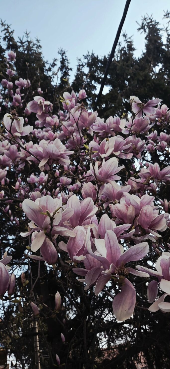 Foto: Žana Korolija