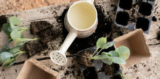 Đubriva bez greške: Šta, kada i koliko dodati da biljke eksplodiraju u rastu