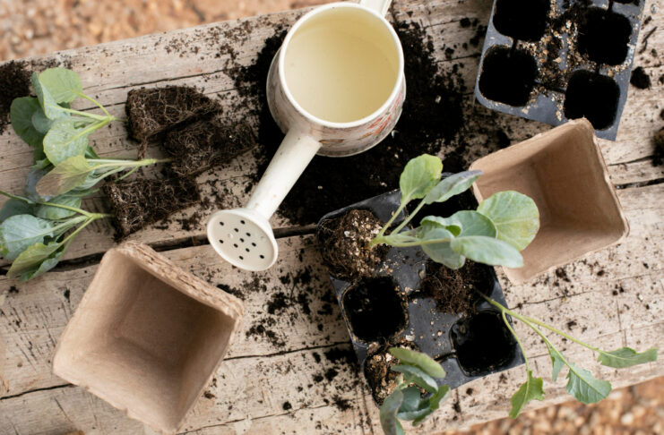 Đubriva bez greške: Šta, kada i koliko dodati da biljke eksplodiraju u rastu